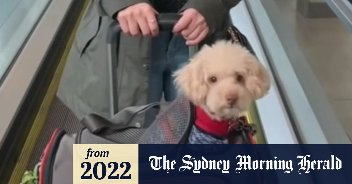 Video Pets allowed on planes under new aviation laws